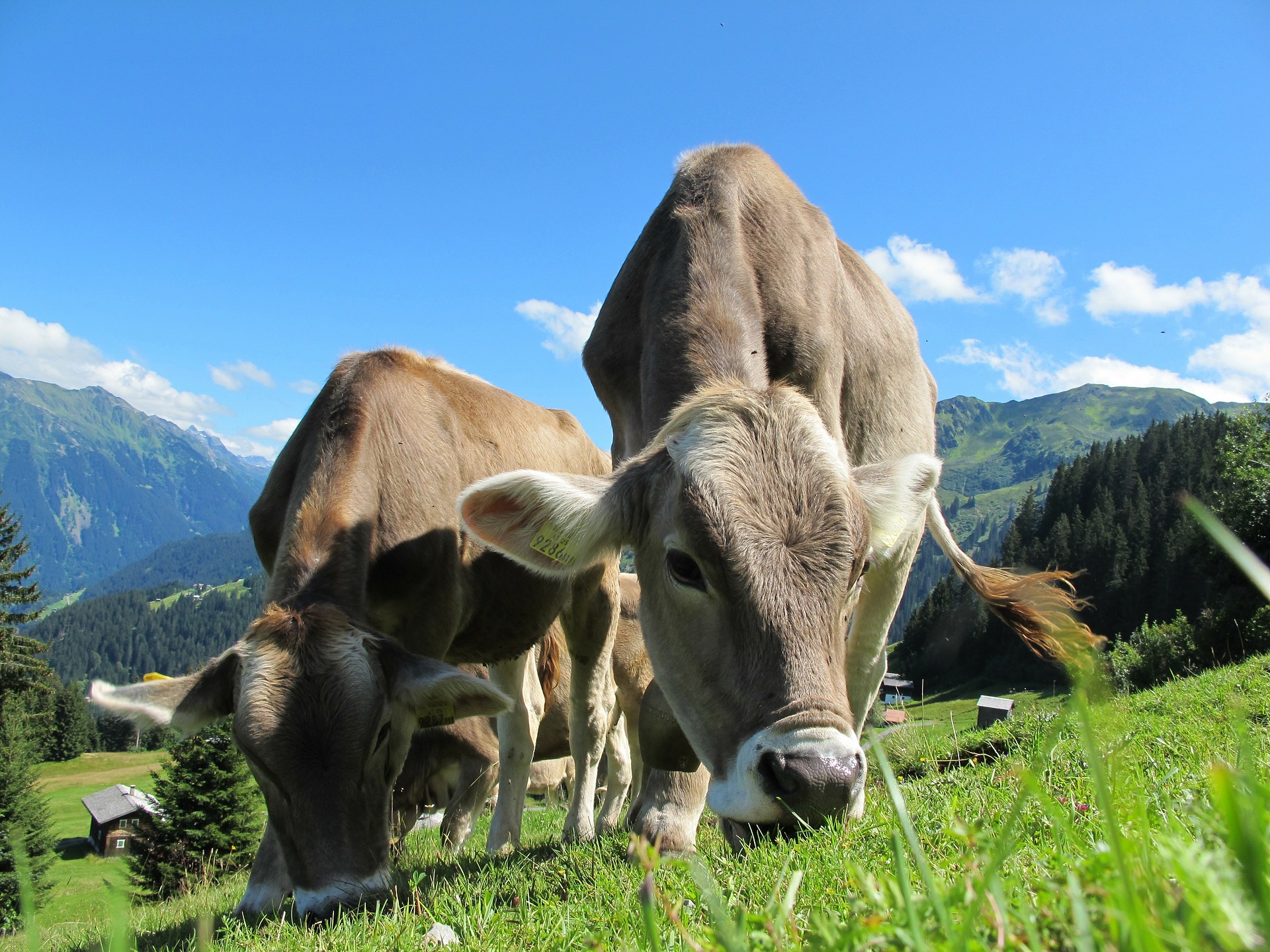 Choroby i pasożyty u bydła