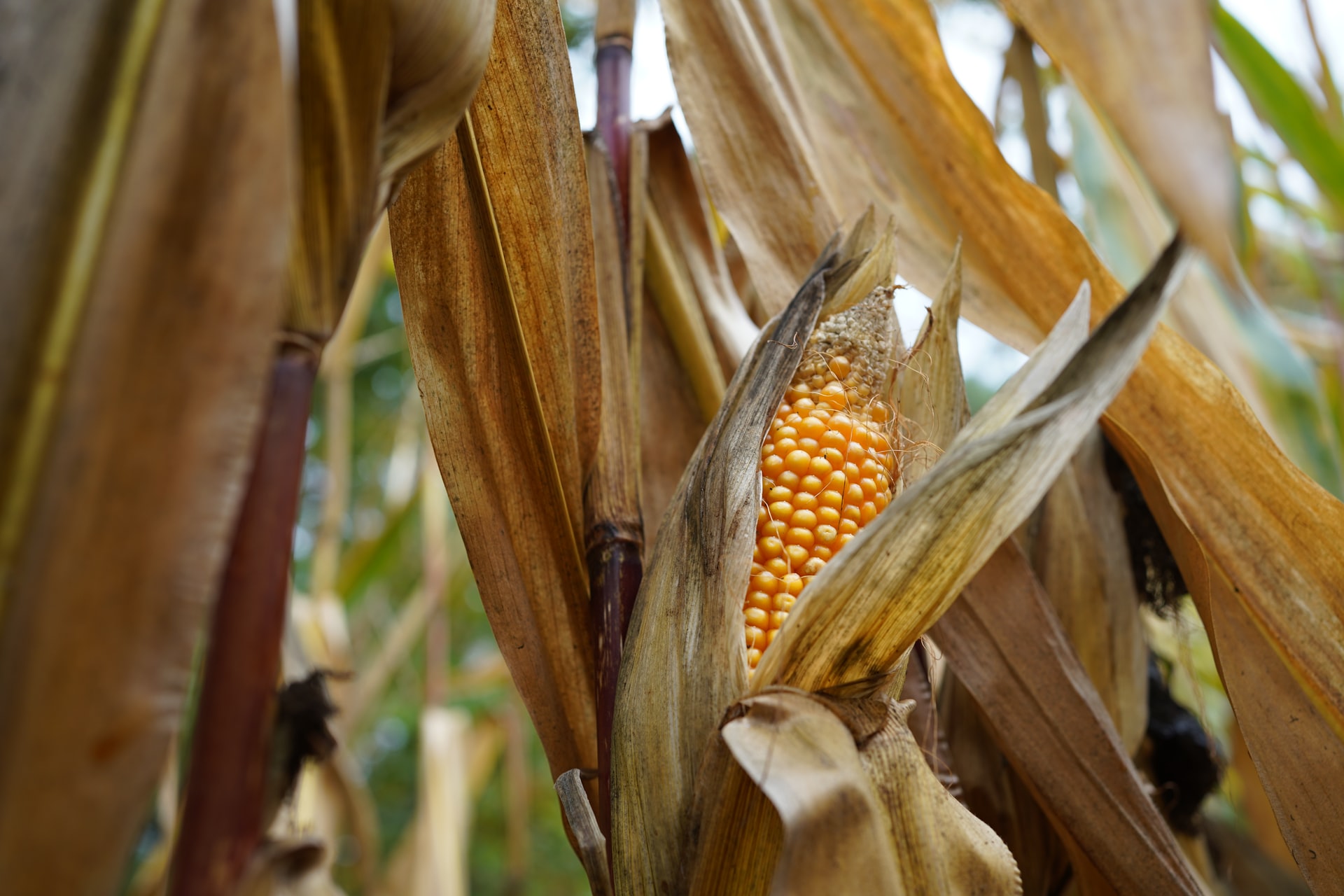 Słonecznica orężówka – szkodnik w kukurydzy