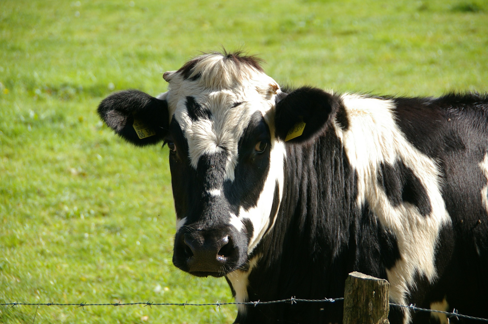 Ciekawostki o krowach, które warto znać.