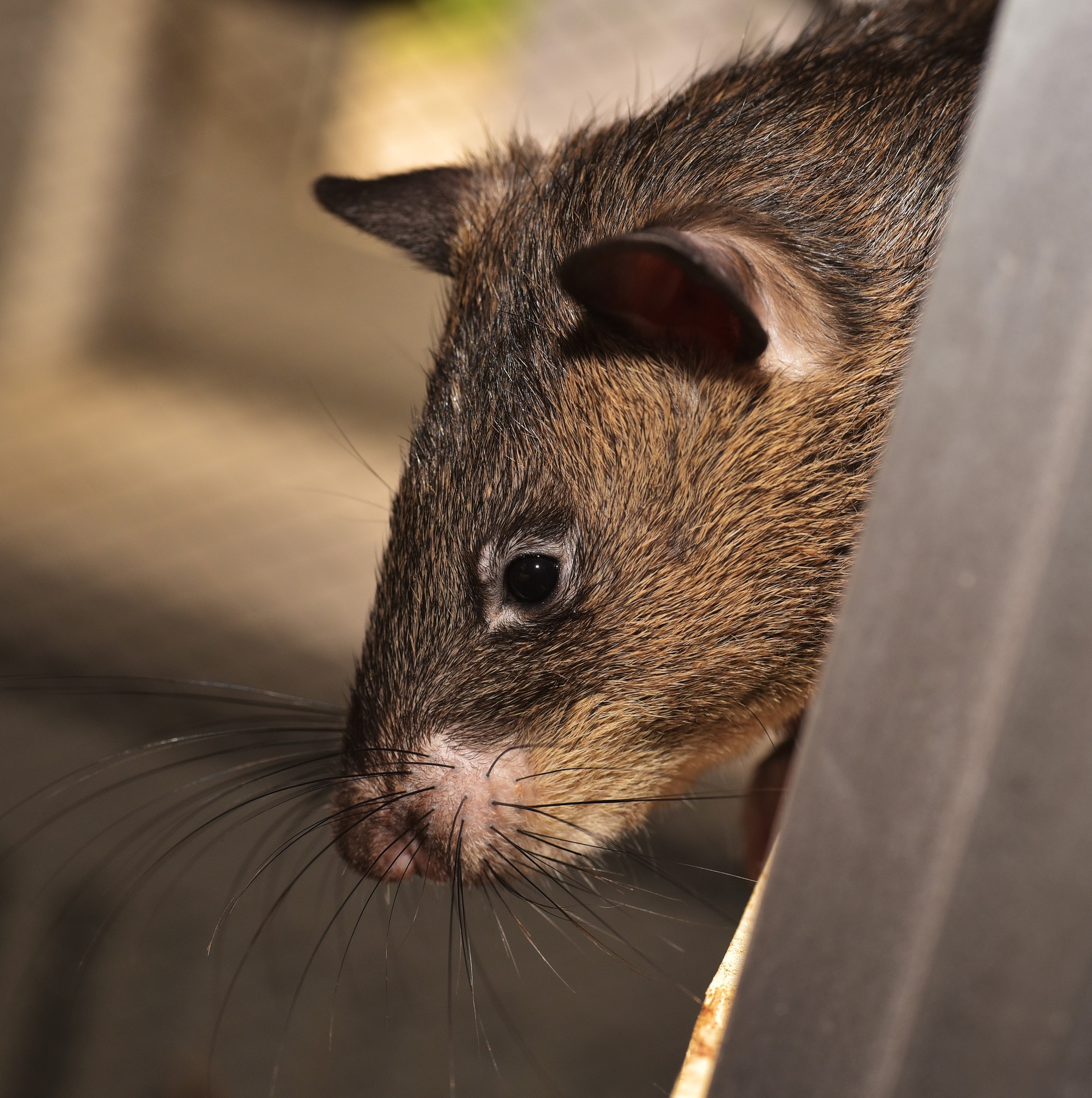 Szczury – czyli jakie niebezpieczeństwo niesie ich obecność.