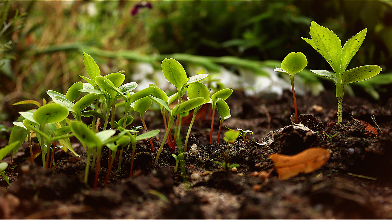 Zestaw Growbox, czyli namioty do uprawiania roślin w domu