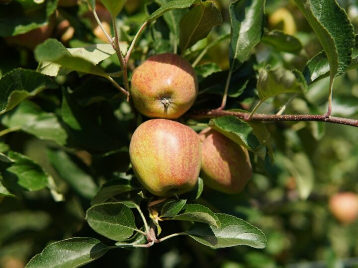 Najczęstsze choroby grzybowe jabłoni. Jakie środki grzybobójcze do sadu warto wybrać?