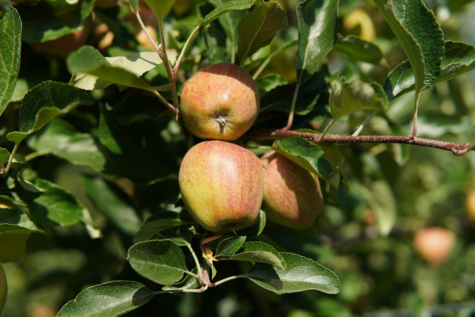 Najczęstsze choroby grzybowe jabłoni. Jakie środki grzybobójcze do sadu warto wybrać?