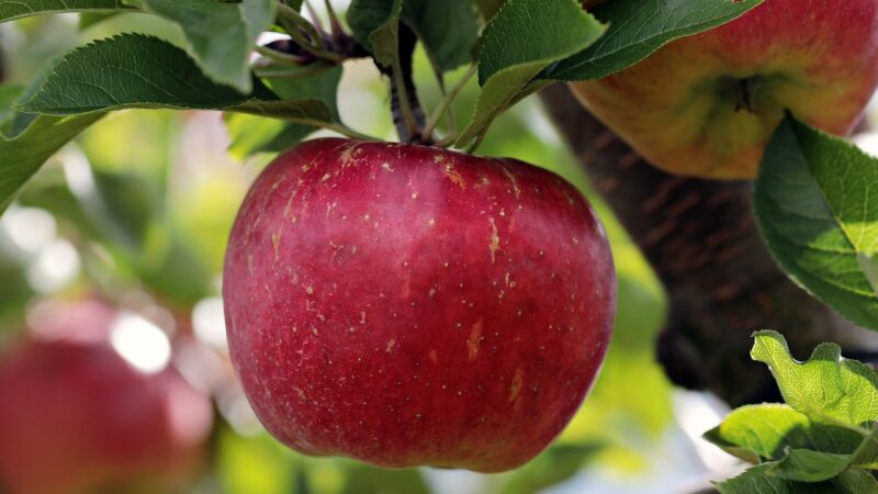 Jabłko Champion – wszystko, co musisz wiedzieć