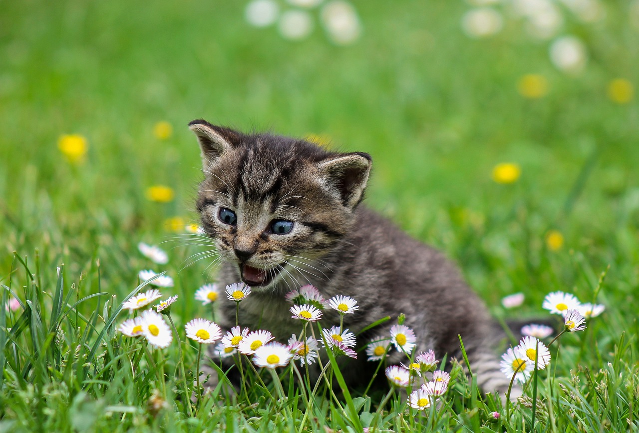 Karma mokra dla kotów – najsmaczniejszy wybór dla Twojego pupila