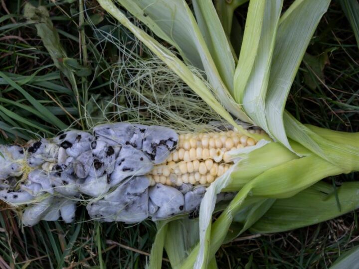 Głownia kukurydzy – przyczyny, objawy, zapobieganie, zwalczanie