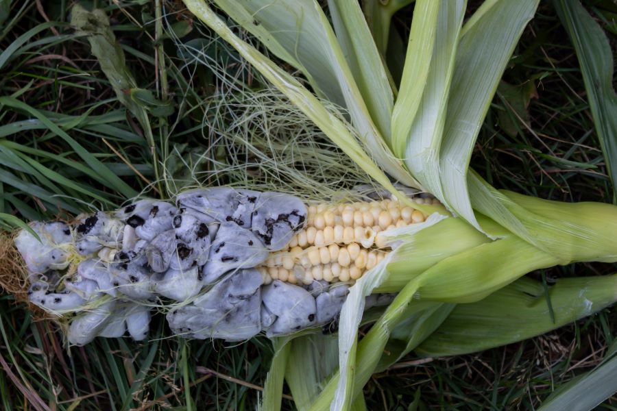 Głownia kukurydzy – przyczyny, objawy, zapobieganie, zwalczanie