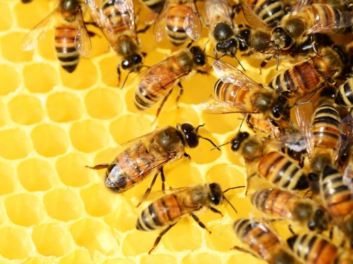 Nadchodzi okres siedmiu naborów na interwencje pszczelarskie – szczegóły i terminy