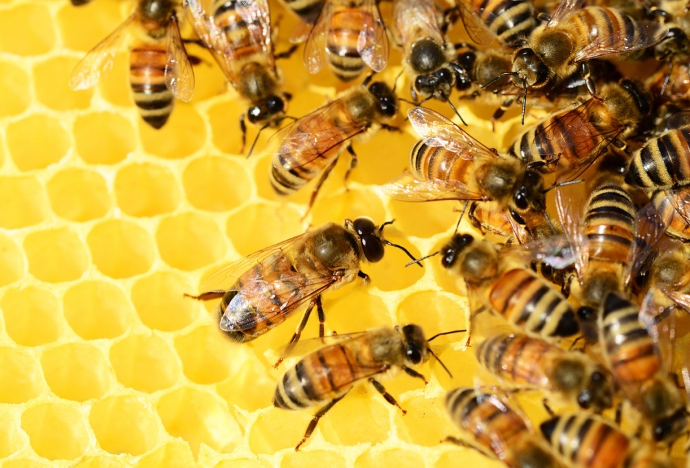 Nadchodzi okres siedmiu naborów na interwencje pszczelarskie – szczegóły i terminy