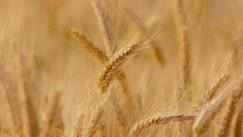 Gwałtowny spadek cen unijnej pszenicy – najniższy poziom od czerwca