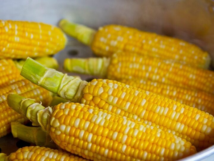 Najnowsze prognozy USDA: Globalna produkcja kukurydzy na plus, zwiększenie prognoz dla Ukrainy i Rosji
