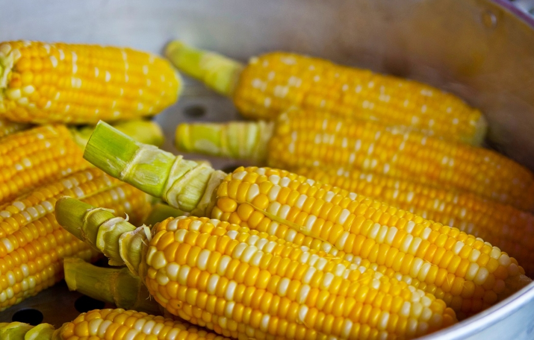 Najnowsze prognozy USDA: Globalna produkcja kukurydzy na plus, zwiększenie prognoz dla Ukrainy i Rosji