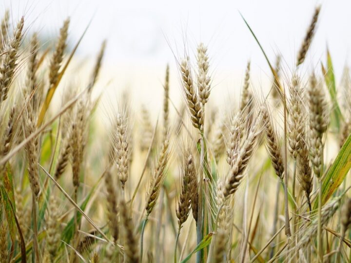Nowe uprawy na Ukrainie: Zbiór 74 milionów ton zbóż i nasion oleistych