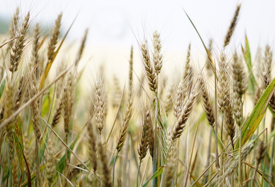 Nowe uprawy na Ukrainie: Zbiór 74 milionów ton zbóż i nasion oleistych