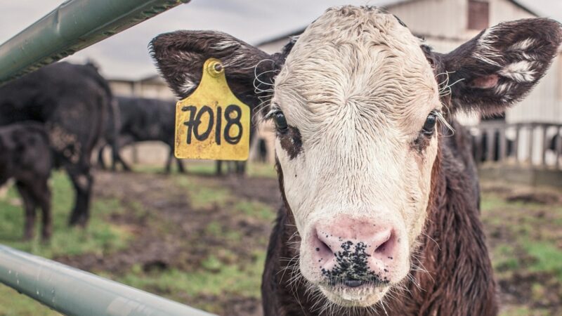 Hodowla bydła mlecznego: Nadrzędna rola analizy profilu hematologicznego w utrzymaniu rentowności i dobrostanu zwierząt