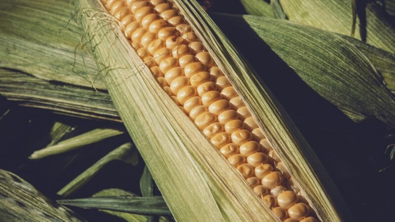 Kontrakty na kukurydzę osiągają rekordowo niskie ceny, co zaskakuje wszystkich