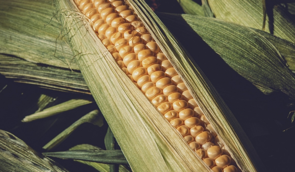 Kontrakty na kukurydzę osiągają rekordowo niskie ceny, co zaskakuje wszystkich
