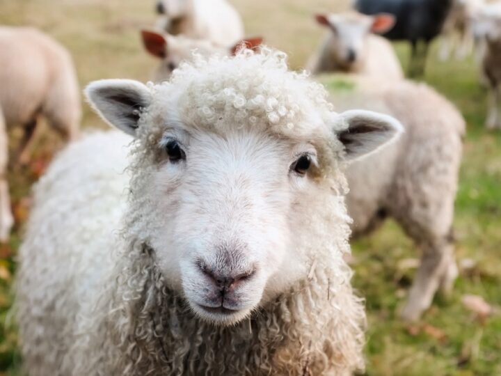 Obowiązek uzupełniania danych przez hodowców bydła, owiec i kóz – końcowy termin zbliża się nieubłaganie