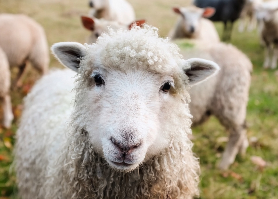Obowiązek uzupełniania danych przez hodowców bydła, owiec i kóz – końcowy termin zbliża się nieubłaganie