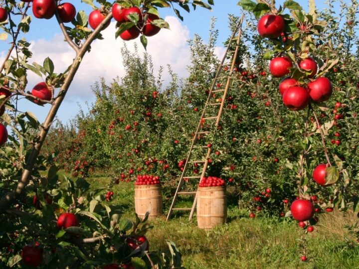 Białoruś łagodzi restrykcje dotyczące importu jabłek z Polski