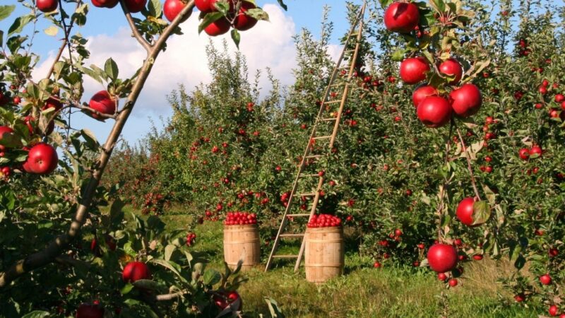 Białoruś łagodzi restrykcje dotyczące importu jabłek z Polski