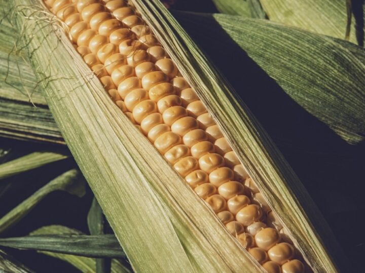 Debata na temat zróżnicowania dopłat dla producentów kukurydzy w Polsce