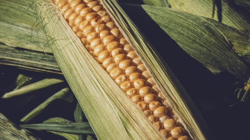 Debata na temat zróżnicowania dopłat dla producentów kukurydzy w Polsce