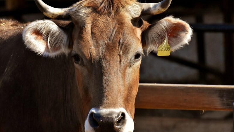 Ministerstwo Rolnictwa i Rozwoju Wsi przedłuża zasady dotyczące określania przeznaczenia bydła do opasu