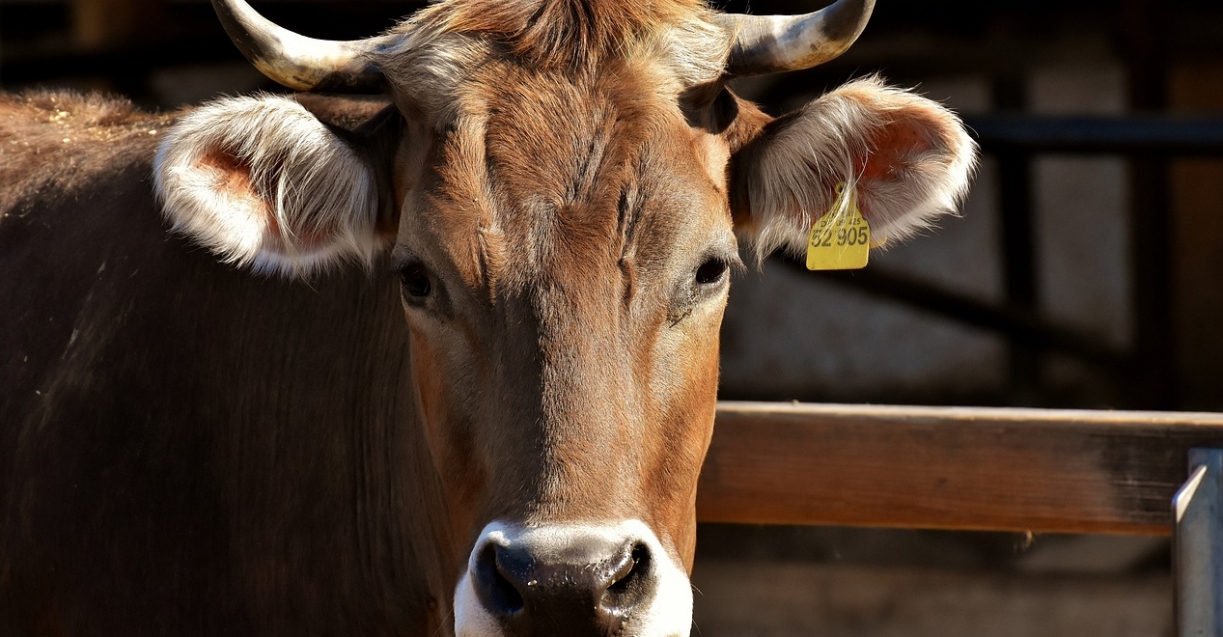 Ministerstwo Rolnictwa i Rozwoju Wsi przedłuża zasady dotyczące określania przeznaczenia bydła do opasu
