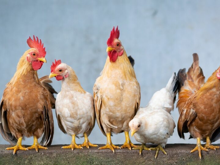 Jak grypa ptaków i zakaz chowu klatkowego oddziałują na rynek jaj w Kalifornii