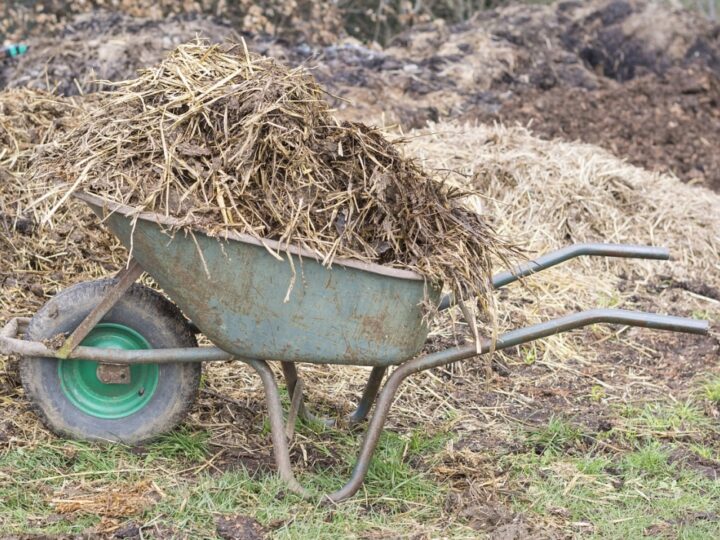 Yarrowia lipolytica – Rewolucyjny nawóz drożdżowy wprowadzany przez AGRARIUS wiosną 2024