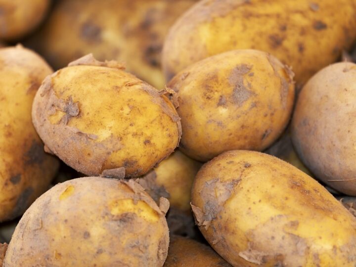 Dodanie dziewięciu nowych odmian ziemniaka do rejestru w 2024 roku