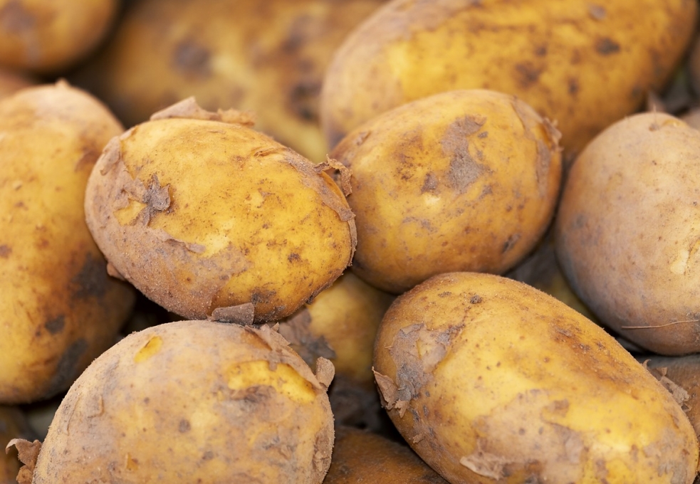 Dodanie dziewięciu nowych odmian ziemniaka do rejestru w 2024 roku