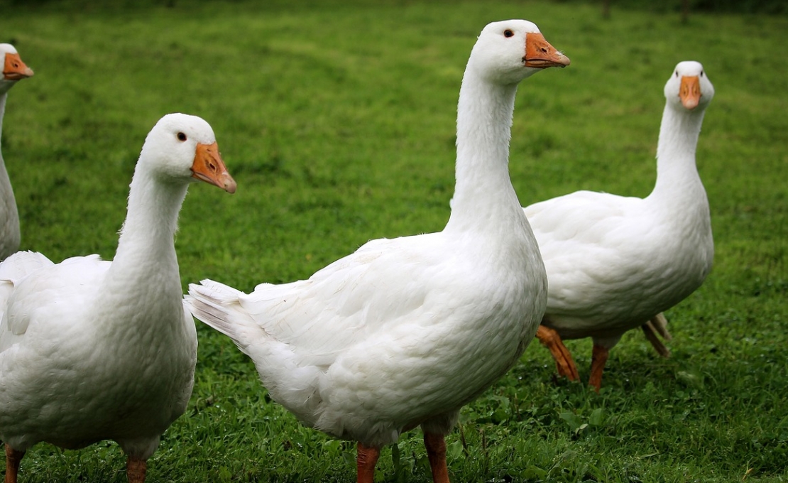 Grypa ptaków H5N1 sieje spustoszenie. Setki tysięcy ptaków padło ofiarą choroby!