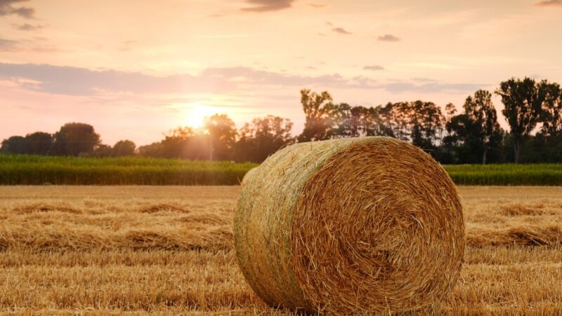 Porady i zalecenia dla gospodarstw rolnych w marcu
