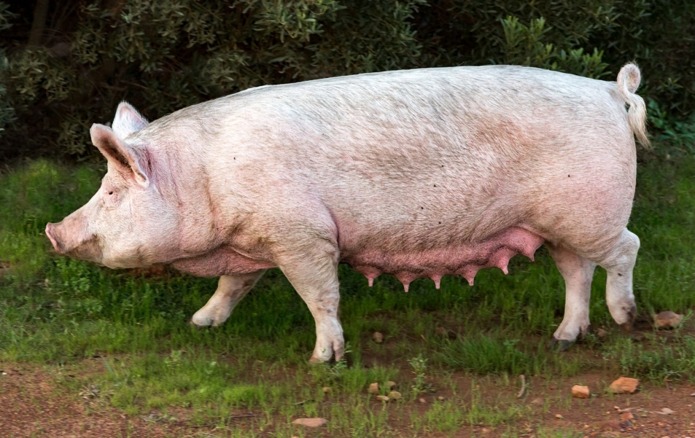 Prognozy cenowe dla rynku trzody chlewnej przed nadchodzącymi Świętami Wielkanocnymi