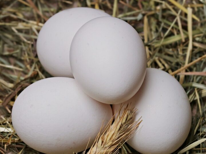 Jak zmieniają się preferencje Polaków dotyczące spożywania jaj? Wzrost popularności systemów chowu alternatywnego