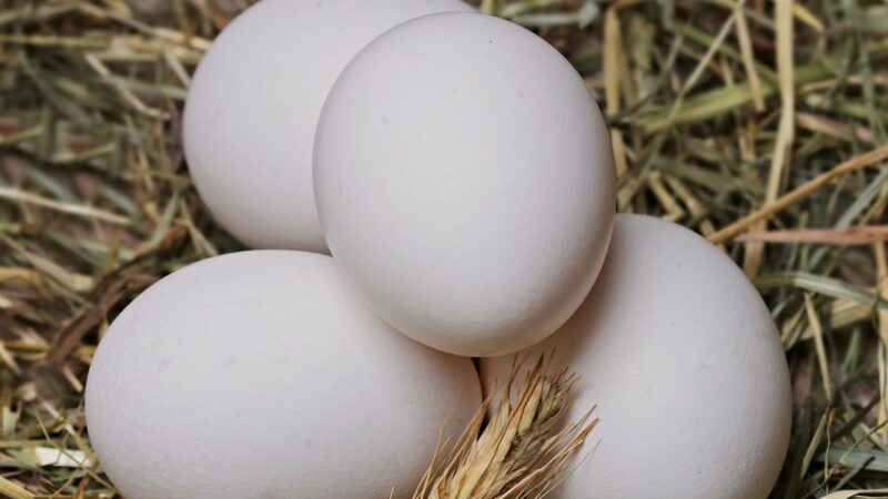 Jak zmieniają się preferencje Polaków dotyczące spożywania jaj? Wzrost popularności systemów chowu alternatywnego