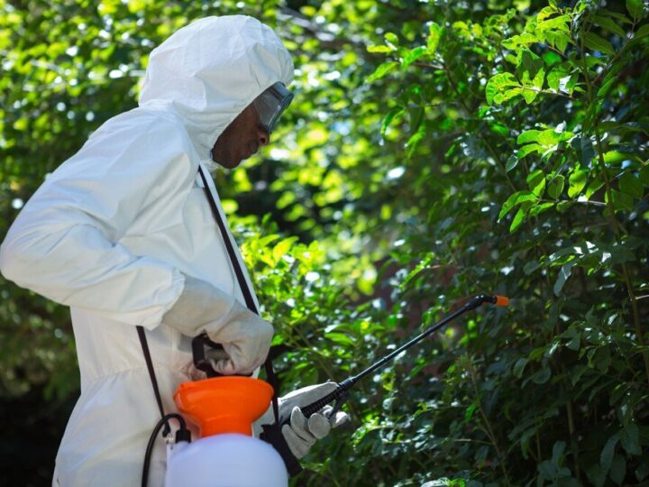 Zwalczanie szkodników rzepaku: chowacz podobnik i inne zagrożenia