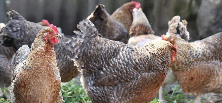 Najlepsze rasy kur niosek: od leghorn do sussex