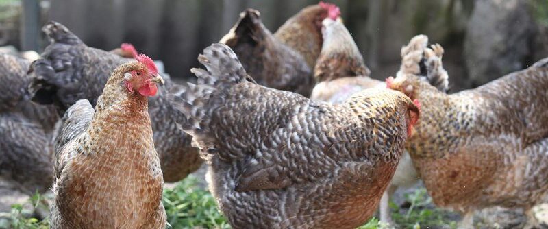 Najlepsze rasy kur niosek: od leghorn do sussex