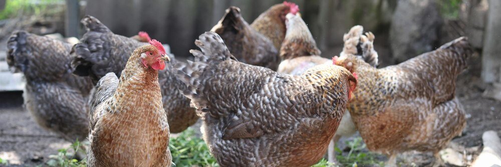 Najlepsze rasy kur niosek: od leghorn do sussex