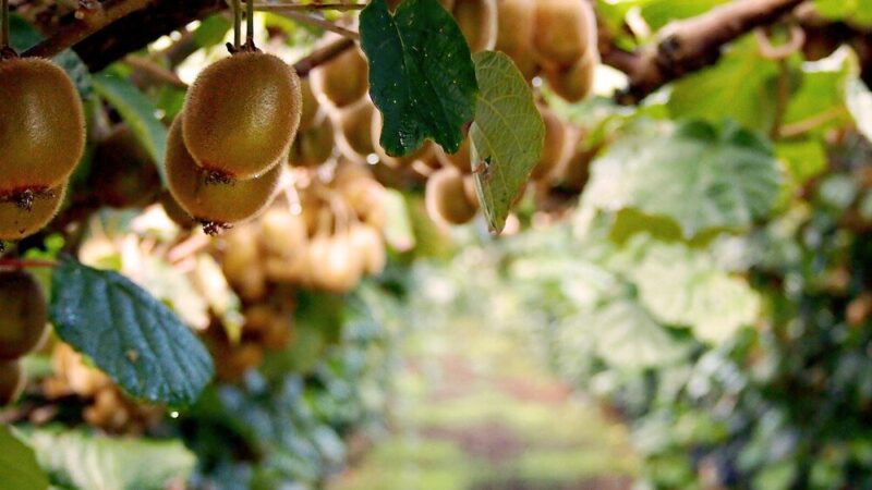 Mini kiwi uprawa w Polsce: zasady, perspektywy i wymagania