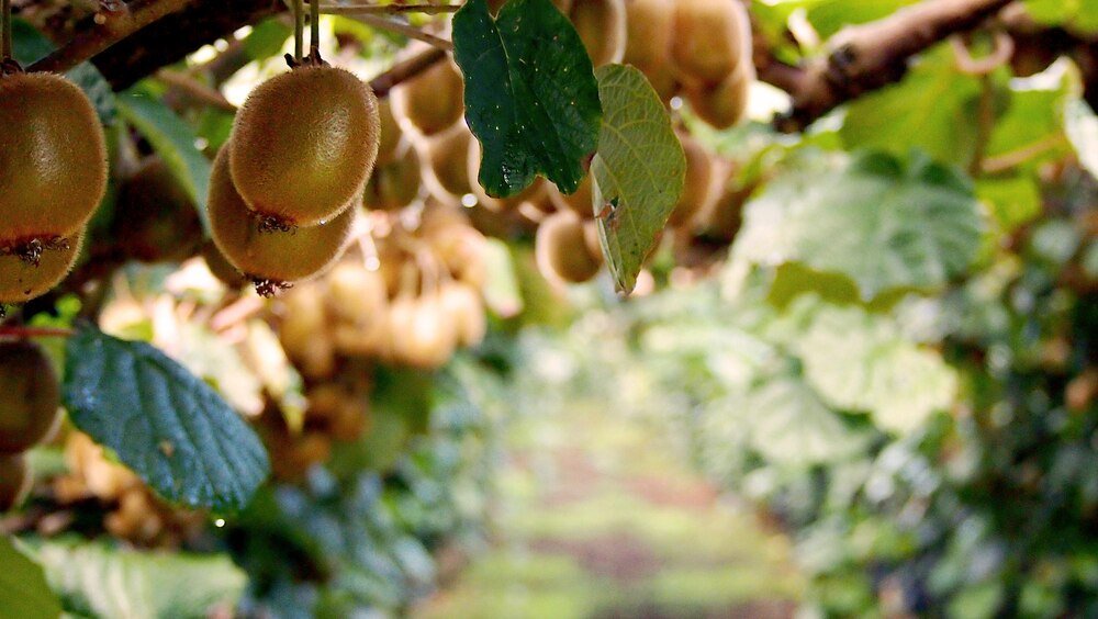 Mini kiwi uprawa w Polsce: zasady, perspektywy i wymagania