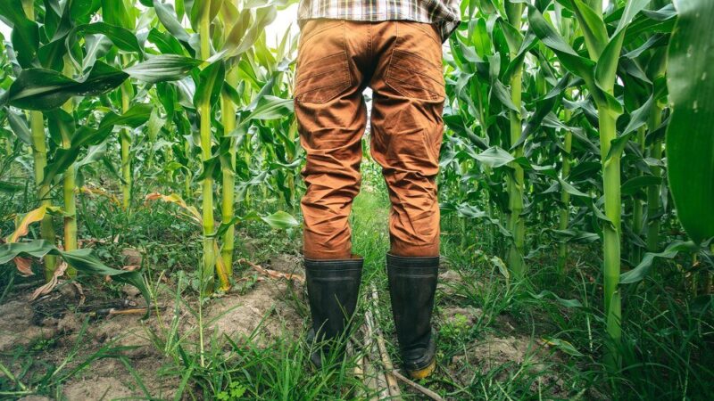 Optymalny termin siewu kukurydzy: kiedy zacząć?