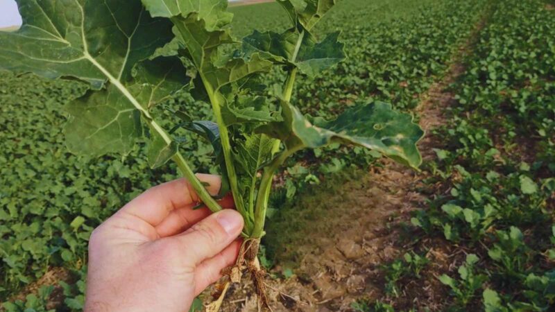 ​Przedsiewne nawożenie rzepaku fosforem