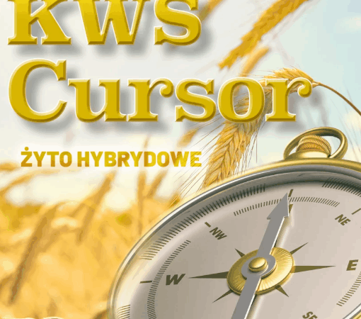 KWS Cursor – hybrydowe żyto do zadań specjalnych. Sprawdź, jak uzyskać wysoki plon?