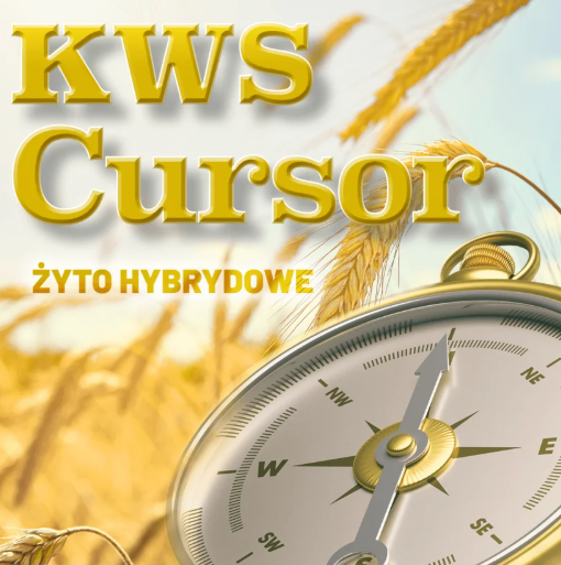 KWS Cursor – hybrydowe żyto do zadań specjalnych. Sprawdź, jak uzyskać wysoki plon?