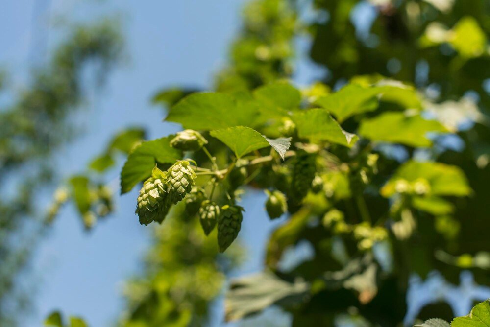 Uprawa chmielu krok po kroku: od sadzonki do zbiorów