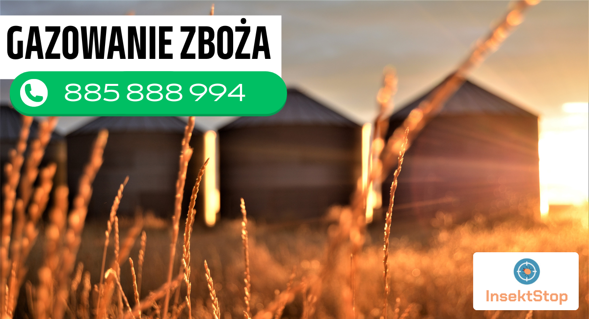 gazowanie zboża